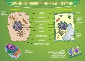 Стенд "Строение животной и растительной клеток" - fgospostavki.ru - Первоуральск