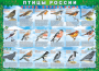 Комплект таблиц "Птицы России (4 листа)" (100х140 сантиметров, винил) - fgospostavki.ru - Первоуральск