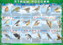 Комплект таблиц "Птицы России (4 листа)" (100х140 сантиметров, винил) - fgospostavki.ru - Первоуральск