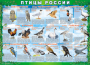 Комплект таблиц "Птицы России (4 листа)" (100х140 сантиметров, винил) - fgospostavki.ru - Первоуральск