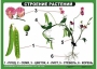 Комплект таблиц "Ознакомление с окружающим миром 1-4 класс" - fgospostavki.ru - Первоуральск